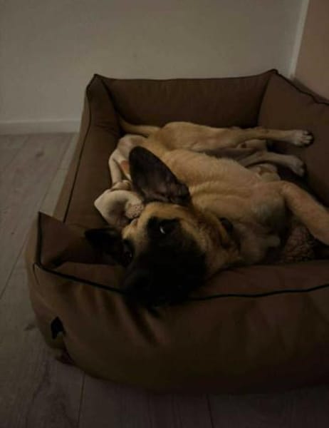 liebevoller Jungrüde Aladin sucht.....