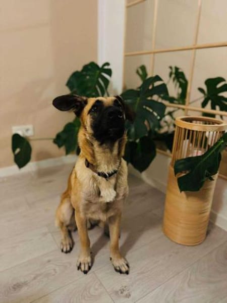 liebevoller Jungrüde Aladin sucht.....