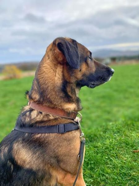 Lucky - ist liebenswert&menschenbezogen.