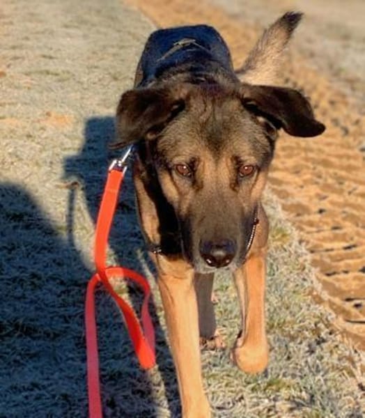 Lucky - ist liebenswert&menschenbezogen.