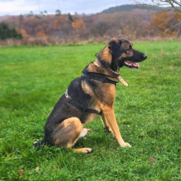 Lucky - ist liebenswert&menschenbezogen.