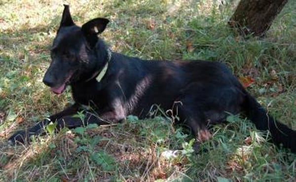 Schäferhündin Garica (Blacky)