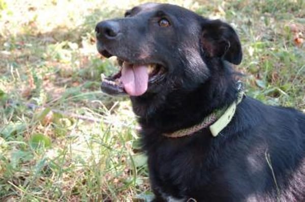 Schäferhündin Garica (Blacky)