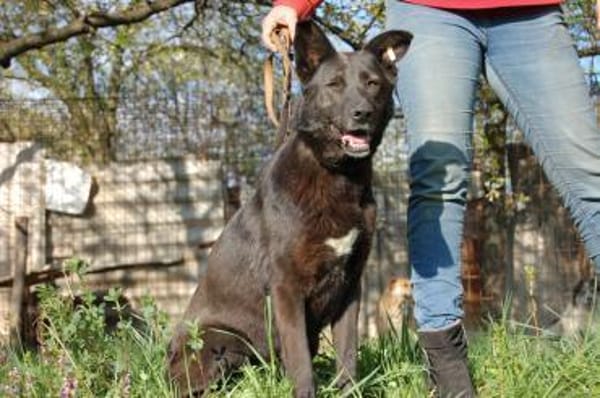 Schäferhündin Garica (Blacky)