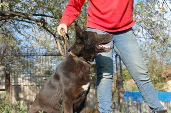 Schäferhündin Garica (Blacky)
