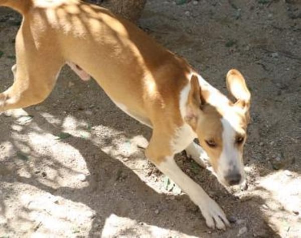 Toni - auf Pflegestelle in 47652 Weeze