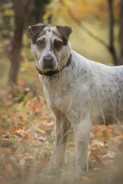 Mayla  fröhliche Entdeckerin sucht