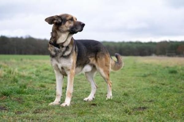 Victor: Bardino-Mix mit XL-Ohren