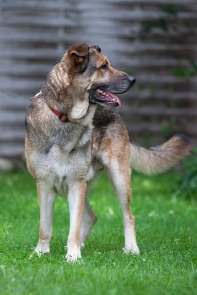 Victor: Bardino-Mix mit XL-Ohren