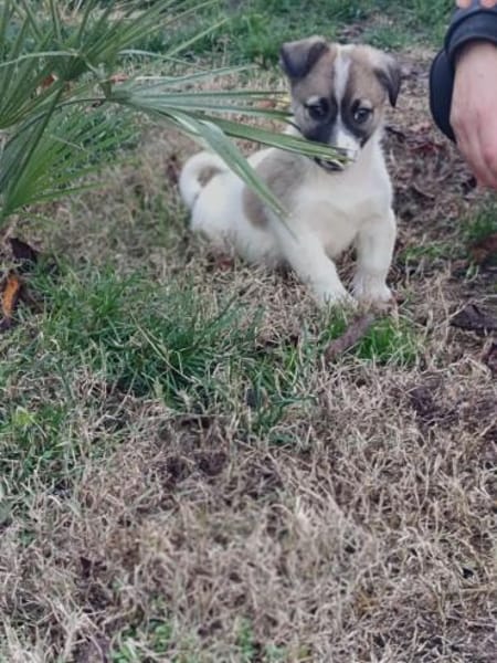 Kai sucht ein Körbchen