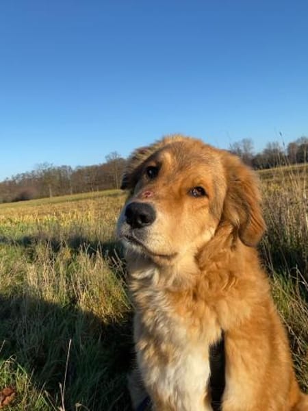 Molly -  hatte keinen guten Start