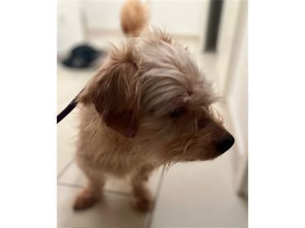 Watson2 - wartet in 91083 Baiersdorf