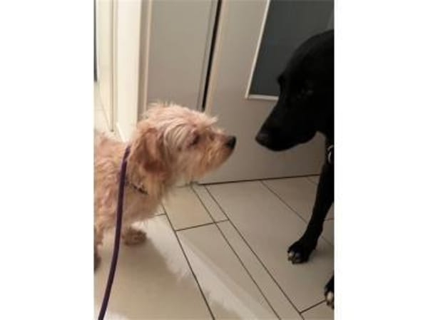 Watson2 - wartet in 91083 Baiersdorf