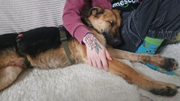 Milli Schäferhund Mischling Hündin