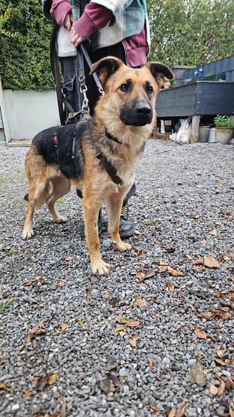 Milli Schäferhund Mischling Hündin