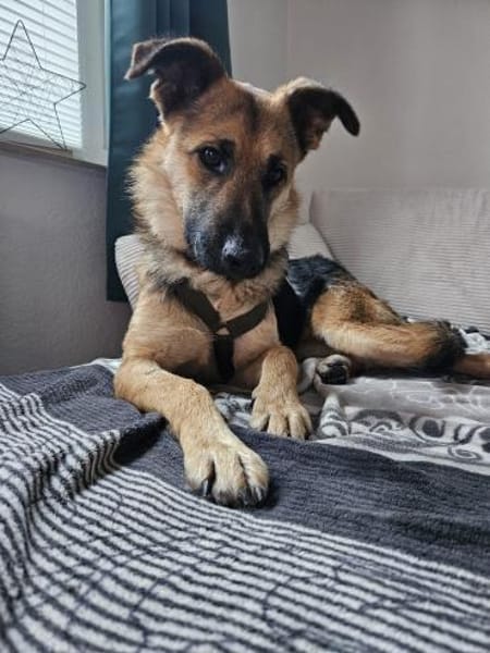 Milli Schäferhund Mischling Hündin