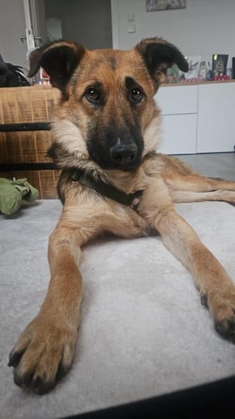 Milli Schäferhund Mischling Hündin