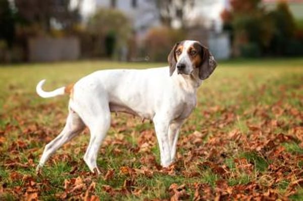 💜Asia - sanfte Hündin in Pflege in D