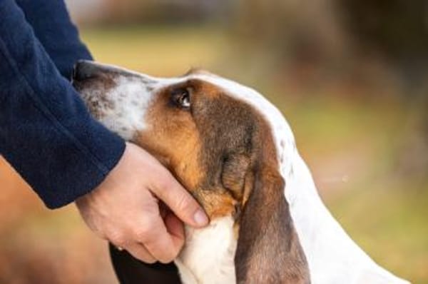 💜Asia - sanfte Hündin in Pflege in D