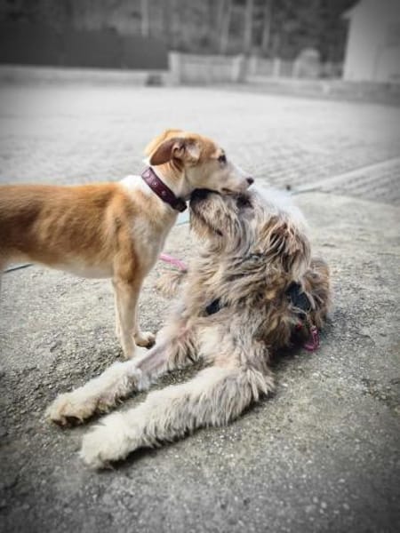 Even - sanfter Wuschel-Riese