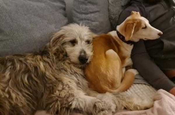 Even - sanfter Wuschel-Riese