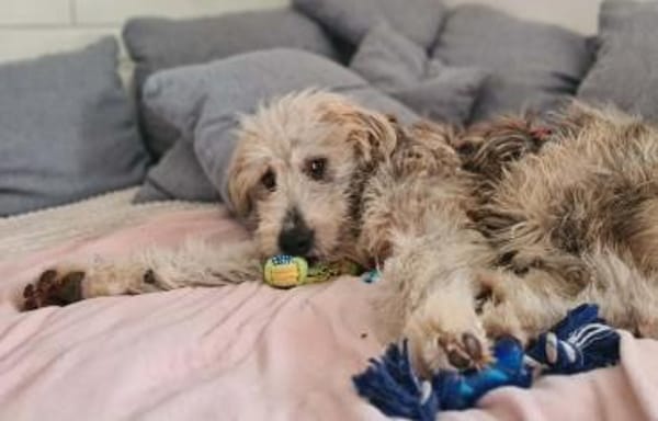 Even - sanfter Wuschel-Riese