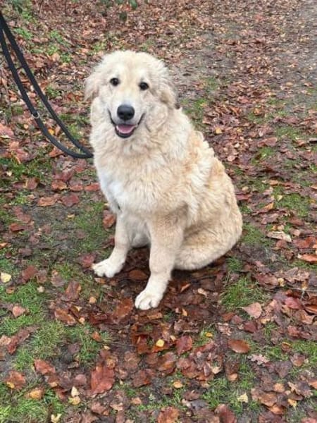 Mela -  auf einer Müllhalde gefunden