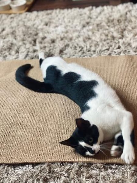 Patty sucht ein liebevolles Zuhause