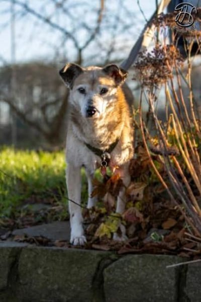 MAIRA -Lieb, clever & verschmust-