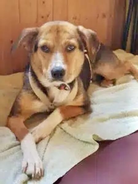 AMAIA -Zarte, freundliche Hündin-