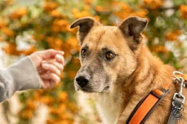 DOMANI -braucht Zeit zum auftauen-