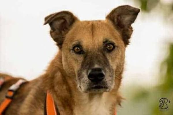 DOMANI -braucht Zeit zum auftauen-