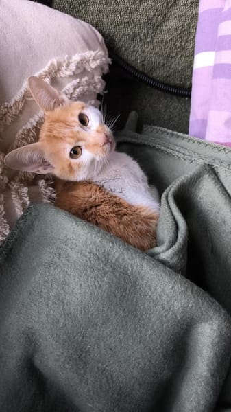 Kleine tapfere Katze Marley / ATAXIE