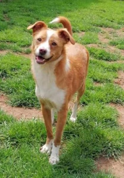 CALISSY möchte noch so viel lernen....