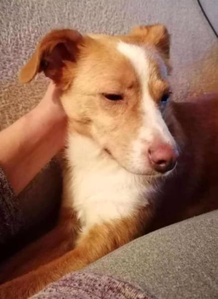 CALISSY möchte noch so viel lernen....