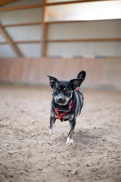 Snuggle - ist selbstbewusst