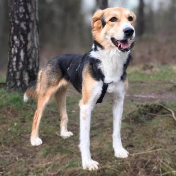 Klara - Familienhündin