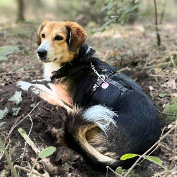 Klara - Familienhündin