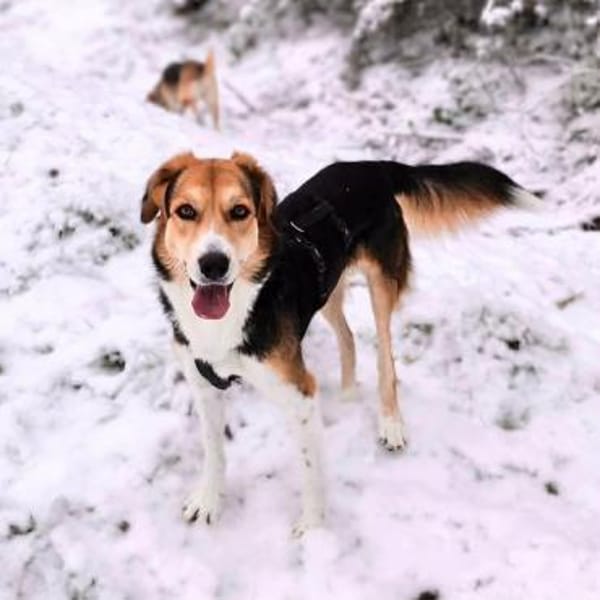 Klara - Familienhündin