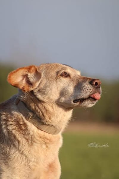 Alfredo  Ein ruhiger Senior sucht ❤