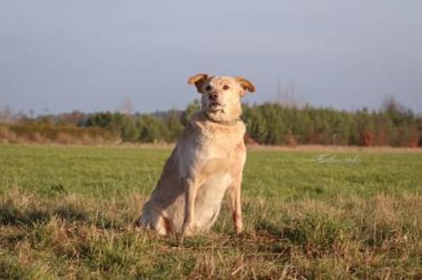 Alfredo  Ein ruhiger Senior sucht ❤