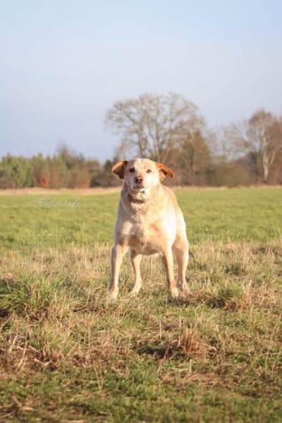 Alfredo  Ein ruhiger Senior sucht ❤