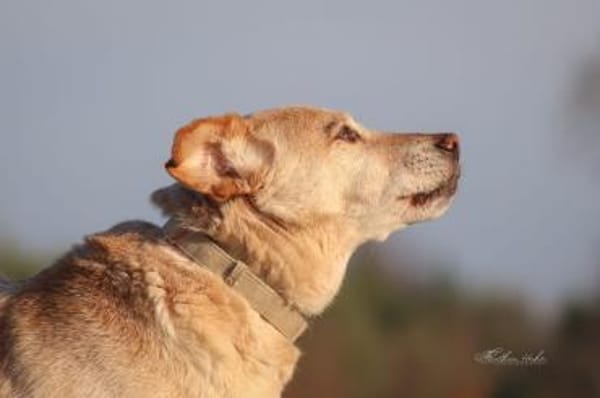 Alfredo  Ein ruhiger Senior sucht ❤