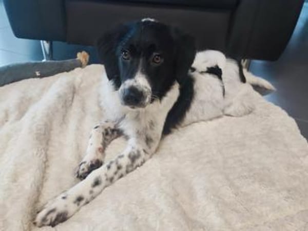 Cesara hott auf eine neue Chance