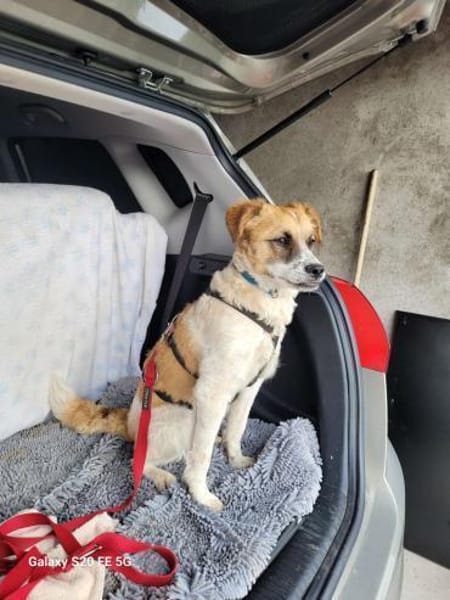 Vicky sucht ihr Für-Immer-Zuhause! 💖🐾