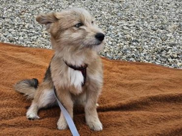 Süßer kleiner Schatz Popeye sucht dich!