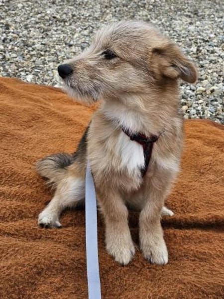 Süßer kleiner Schatz Popeye sucht dich!