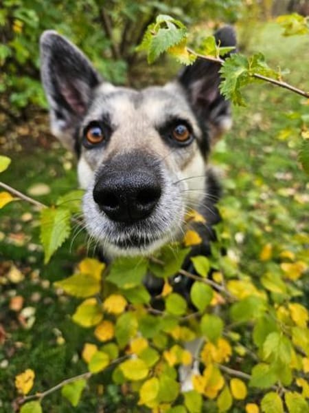 Alle lieben Mila - Zuhause gesucht