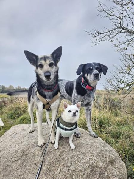 Alle lieben Mila - Zuhause gesucht