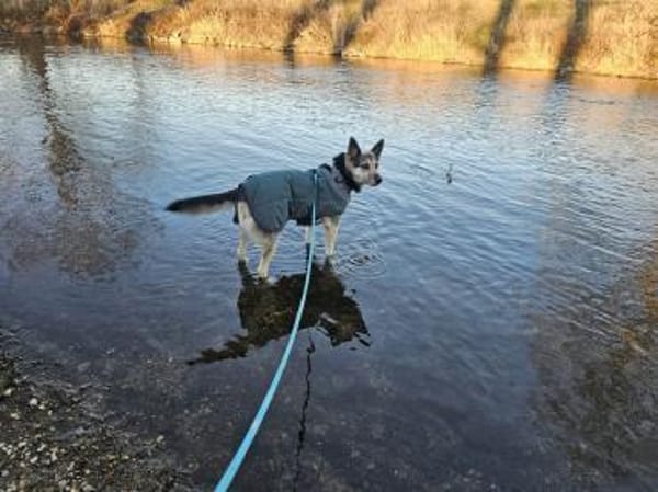 Alle lieben Mila - Zuhause gesucht